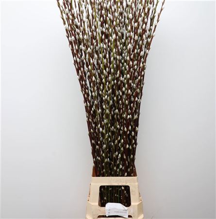 Salix Ca Snow Flake