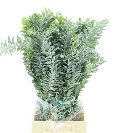 Acacia Bl Cl Lune Bs