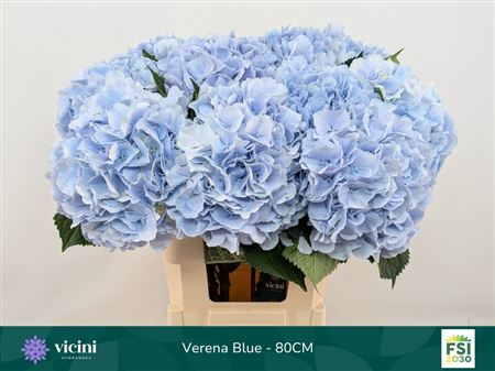 Hydr M Ch Verena Bl