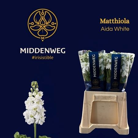 Matth Aida White