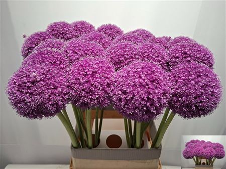 Allium Giganteum X5