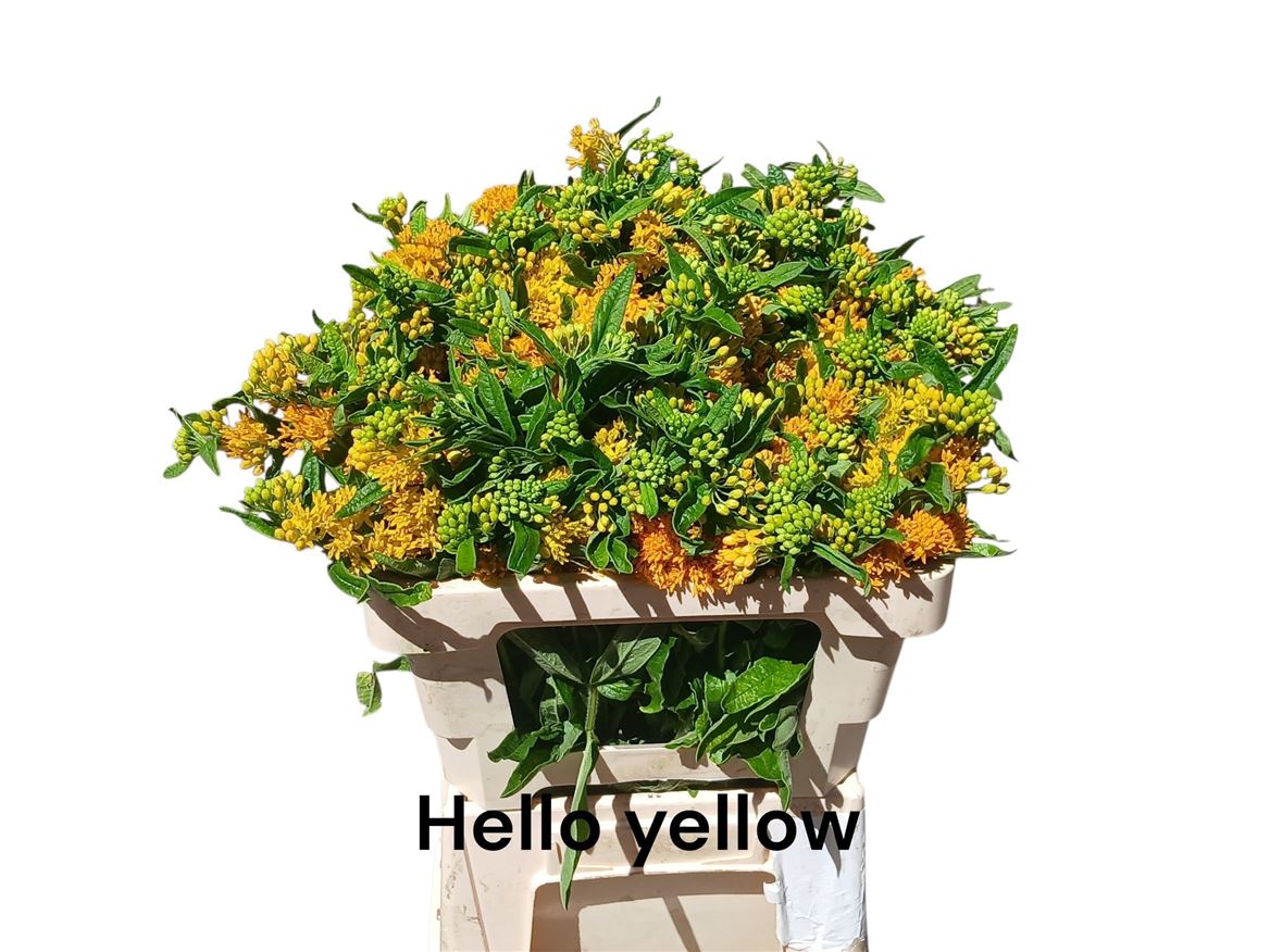 Ascl T Hello Yellow