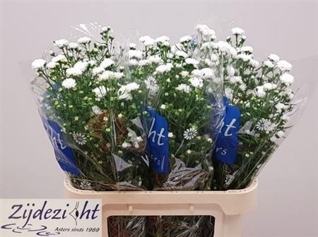 Aster Nb Cassy