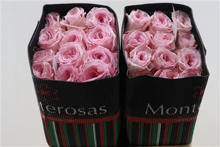 R Gr Pink Ohara