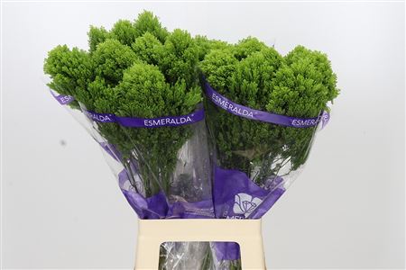 Trachelium Jade