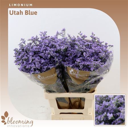 Lim Ov Utah Blue