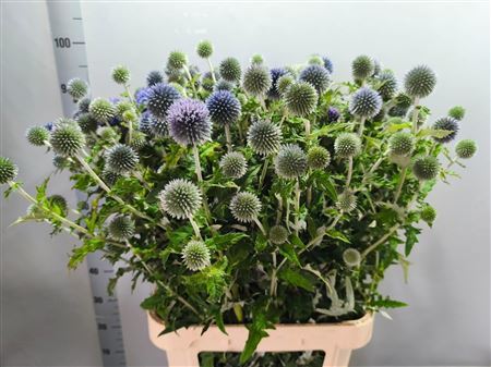 Echinops Ritro
