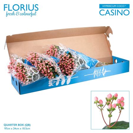 Hyp Coco Casino Pink