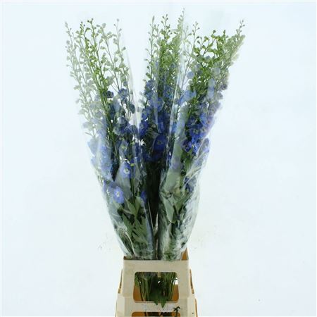 Delph Du Aurora Blue