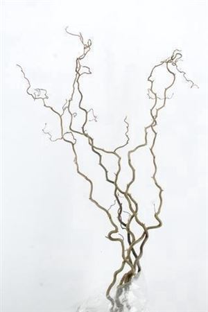 Coryl Av Contorta