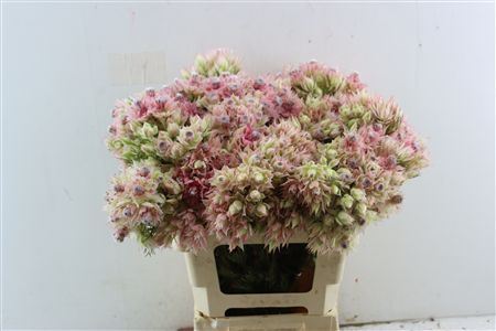 Blushing Bride - Bridal Pink 6+