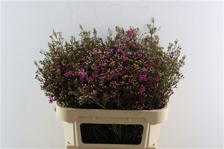 Cham Purple Rotem