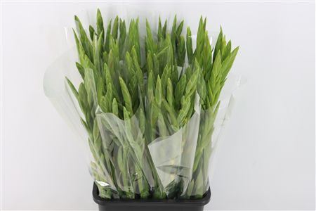 Glad Gem Overig 10pcs Bunch