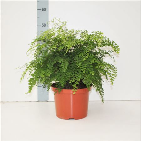 Adian Rad Fragrans
