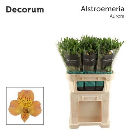 Alstr Aurora