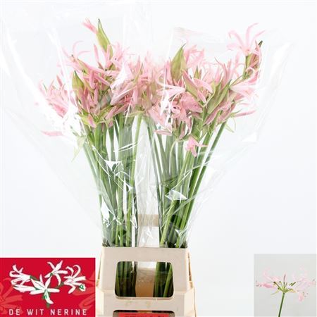 Nerine Bo Sofie