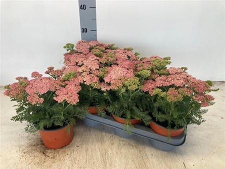 Achi Millefolium
