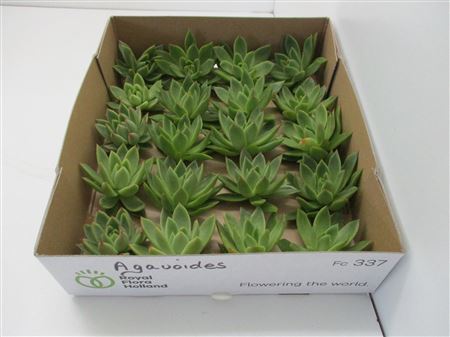 Echeveria Agavoides X20
