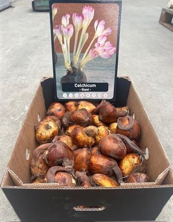 Colchicum Giant