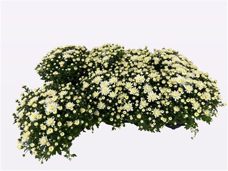 Chry Fair White