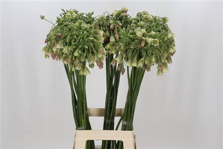 Allium Nectaroscordum Siculum