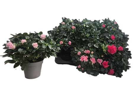 Rhodo Si Vogel Gem