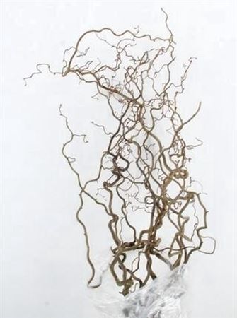 Coryl Av Contorta