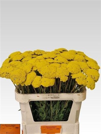 Achillea F Park Variety