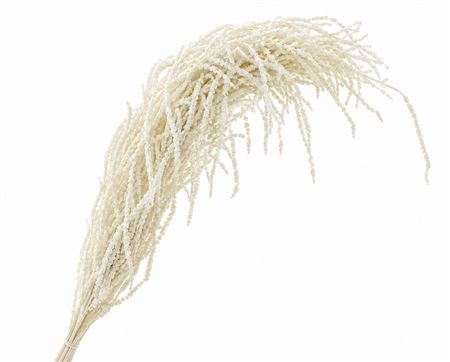 Dried Bleached Amaranthus Caudatus
