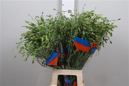 Chasmanth Latifolium
