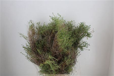 Euph Spinoza Long 500gr P Bunch