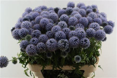 Echinops Ritro