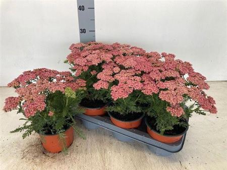 Achi Millefolium
