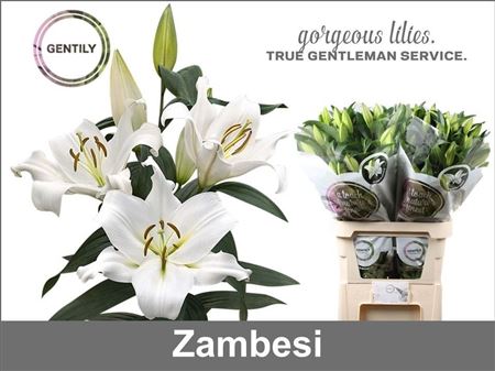 Li Ot Zambesi