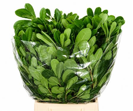 Pittosporum Tobira