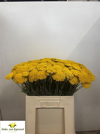 Achillea F Park Variety