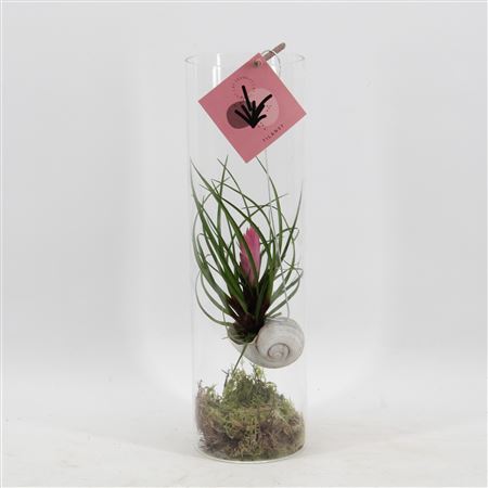 Arr Tillandsia H%