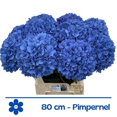 Hydr M Ch Pimpernel