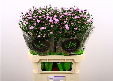 Aster Nb Double Date Pink