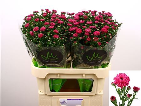 Aster Nb Flash