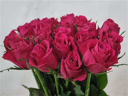 R Gr Ace Cerise