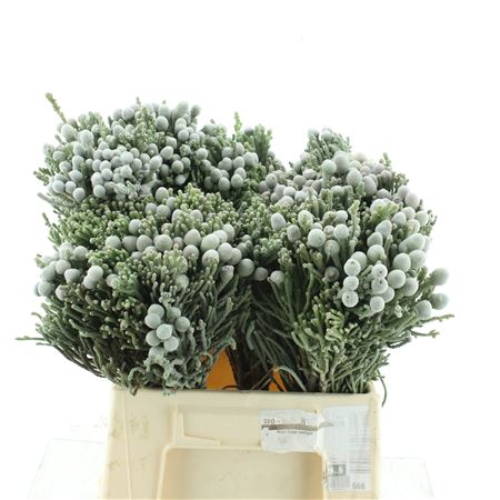 Brun Albiflora