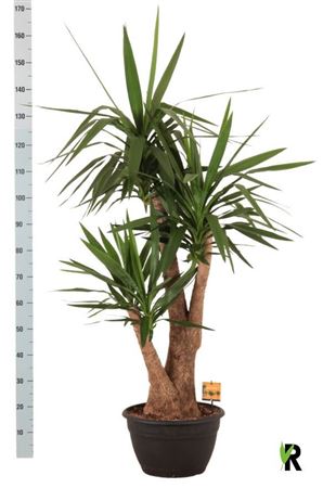 Yuc Elephantipes
