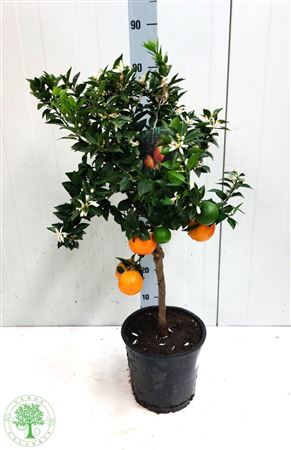Citr Au Chinotto