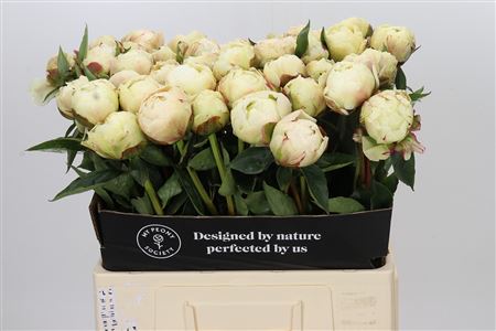 Paeonia Bowl Of Cream