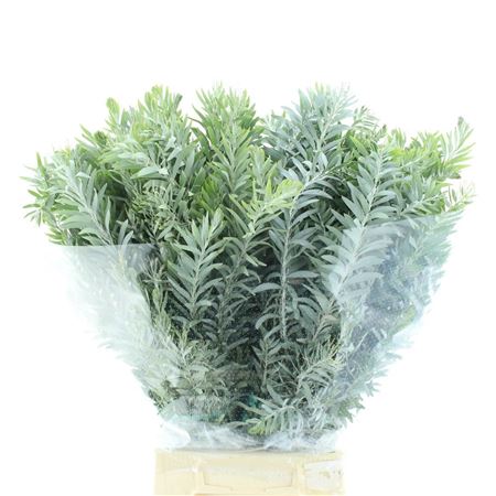 Acacia Bl Cl Lune Bs