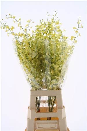 Oncidium Elena Xl