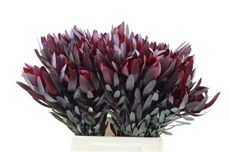 Leucadendron Safari Sunset 50