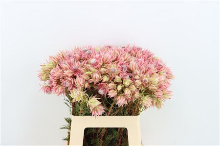 Blushing Bride - Pretty N Pink 2-5