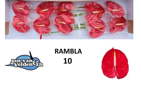 Anth A Rambla